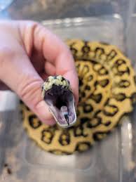 sudden carpet python ping out of