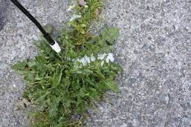 types of post emergent weed s