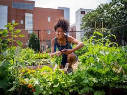 An Urban Garden Takes Root On Campus