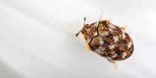 how to get rid of carpet beetles