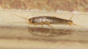 how to get rid of silverfish quickly
