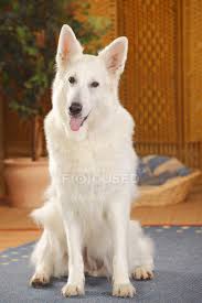 white swiss shepherd dog sitting on