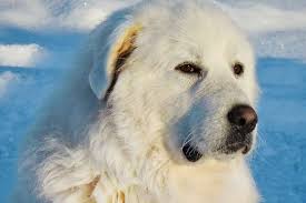 55 White Dog Breeds Fluffy Small And