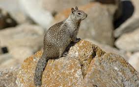 how to get rid of ground squirrels in