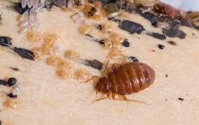 natural scents that repel bed bugs in