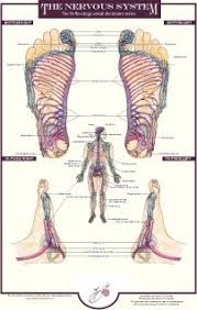 Nervous System Reflexology Chart By Balancing Touch