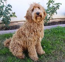 labradoodle puppies and dogs in houston