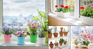 Indoor Windowsill Flower Garden Ideas