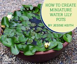 How To Create Miniature Water Lily Pots