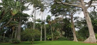 The honolulu botanical gardens are comprised of five gardens on the island of o'ahu. Hbg Foster
