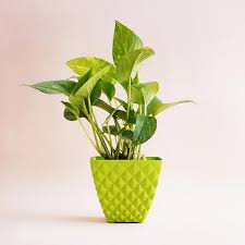 Send Money Plant With Beautiful Pot