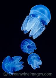 Jellyfish Photos Pictures Images