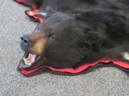 black bear skin rug b 142r