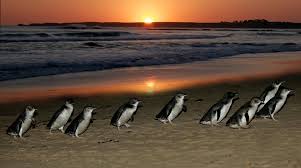 Résultat de recherche d'images pour "parade pingouin"