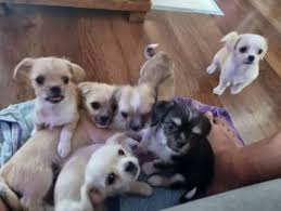 chihuahua x puppies dogs puppies