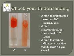 Sudan red will bind to lipids more red = more lipids. Biology Ms Haut 1 Add 1 Ml 10 Drops Of Benedict S Solution To The Test Tube 2 Add 8 Drops Of Sample Solution To A Test Tube 3 Heat The Mixture Ppt Download