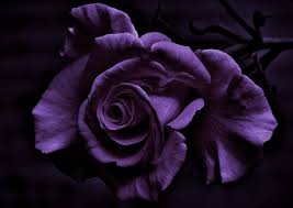 purple roses 1080p 2k 4k 5k hd