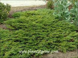 3 7 plants to grow plants database by