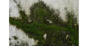 Removing Moss From Concrete Surfaces