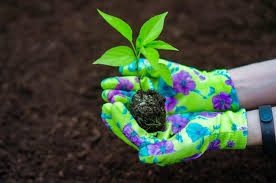 colored gardening garden gloves holdind