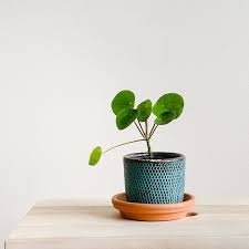 Top 10 House Plants For Good Feng Shui