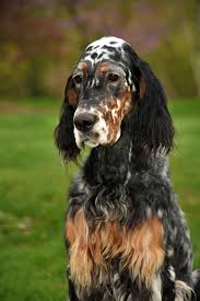 Lancaster puppies has hunting dog breeds and english setter puppies for sale. 76 Gordon Setters Ideas Gordon Setter Dogs Irish Setter