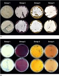 Colour Grouping Of The Streptomyces Isolates According To A