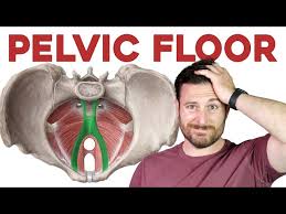 the pelvic floor muscles explained