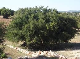 L'arganier, un arbre mythique - La terre est un jardin