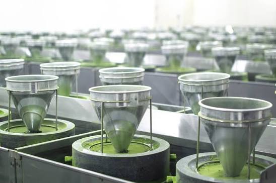 Matcha: The Other Side of a Global Craze | Camellia Sinensis