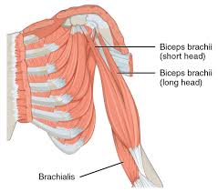 It allows for movement of the shoulders and shoulder blades. 10 Largest Muscles In The Human Body Largest Org