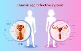 Human Reproductive System Vector Scientific Chart Stock
