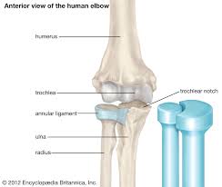 The lateral epicondyle has been described as a pyramid other anatomical structures originating from the lateral epicondyle is the lateral collateral ligament populations at increased risk of injuries are workers in highly repetitive hand task industries, which. Trochlea Anatomy Britannica