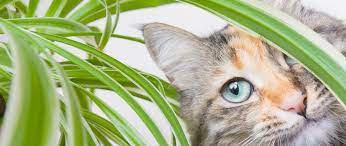 Common Cat Friendly Houseplants And