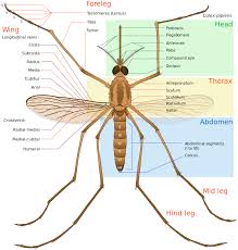 Mosquito Wikipedia