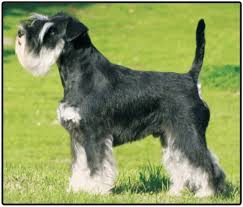 miniature schnauzer puppies and dogs