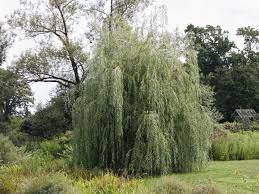 Weeping willow miniature american shepherds, knoxville, tennessee. 12 Common Species Of Willow Trees And Shrubs