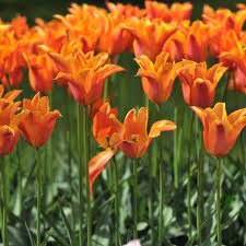 Check spelling or type a new query. Popular Orange Flower Varieties