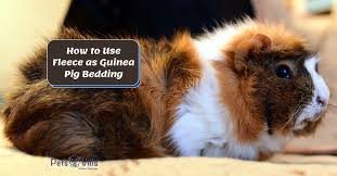 How To Use Fleece As Guinea Pig Bedding
