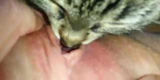 La baise avec des animaux, ça déchire ! Chat Leche La Chatte De Sa Maitresse Zoo Tube 1