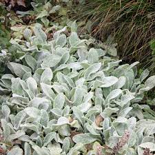 wollziest silver carpet native plants