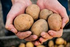 Can you eat potatoes on a plant-based diet?