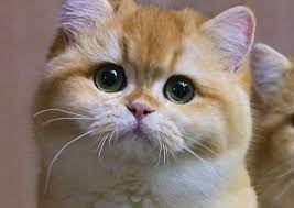 British shorthair kittens gambar png