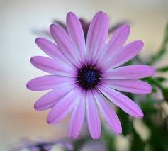 Meaning And Types Of Purple Flowers