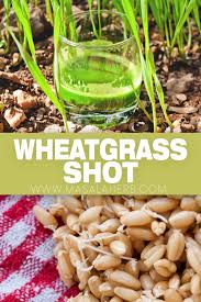 wheatgr shot recipe masalaherb com