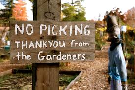 Community Garden Signage No Picking