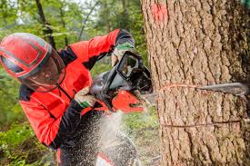 What Is The Gas To Oil Mixture Ratio For Chain Saws Home