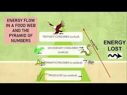 Science form 2 kssm chapter 2 : Nutrient Cycle Lessons Blendspace
