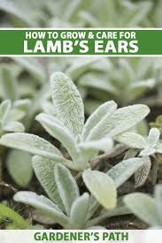 how to grow lamb s ears gardener s path