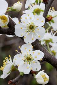 Prunus domestica - Michigan Flora